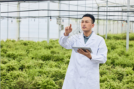 中草药种植基地大棚内研究员巡视形象背景