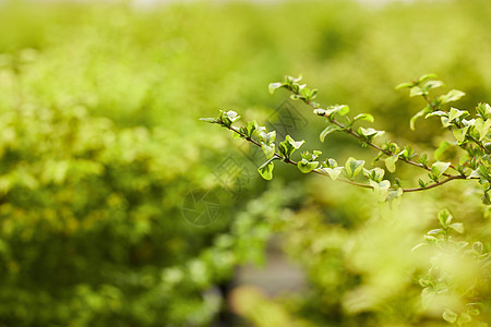 温室大棚植物绿植绿色壁纸背景图片