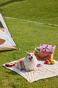 草地上露营游玩的狗狗图片