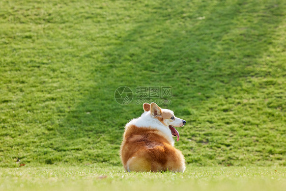 草地上宠物犬背影图片