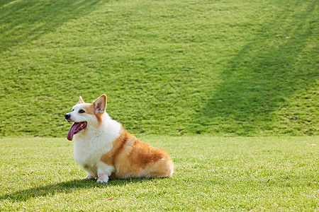 坐在草地上的柯基犬图片