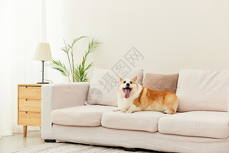 沙发上可爱的柯基犬图片