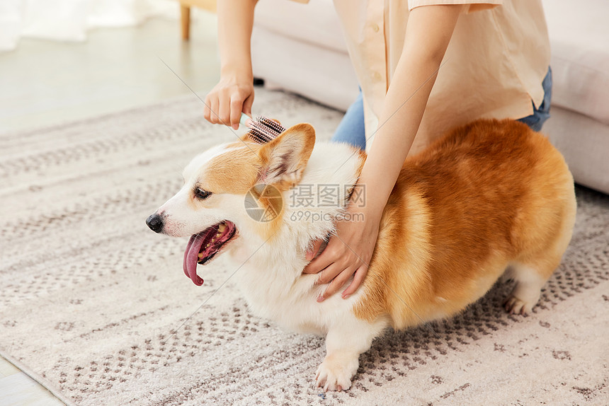 居家女性给柯基犬梳毛特写图片