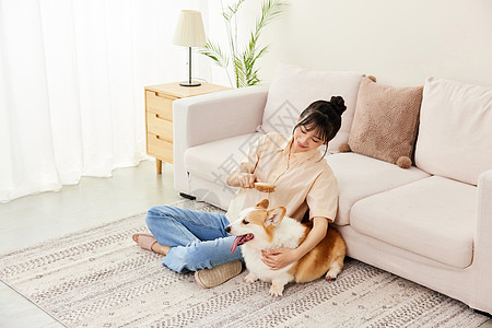 居家女性给柯基犬梳毛图片