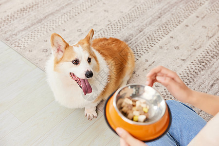 等候吃零食的宠物柯基犬图片