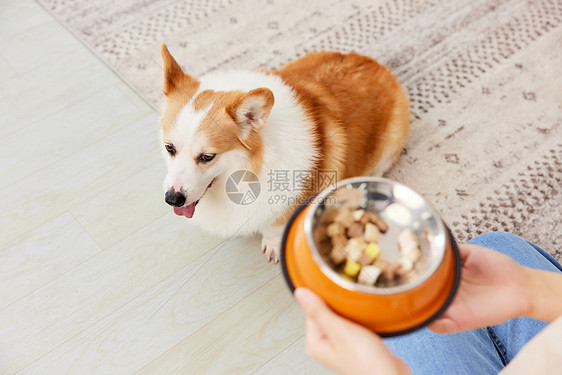 柯基犬渴望吃零食冻干图片
