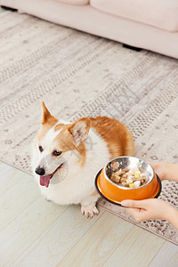 拒绝吃零食的柯基犬高清图片