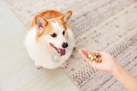 狗狗吃狗粮喂宠物柯基吃冻干特写背景