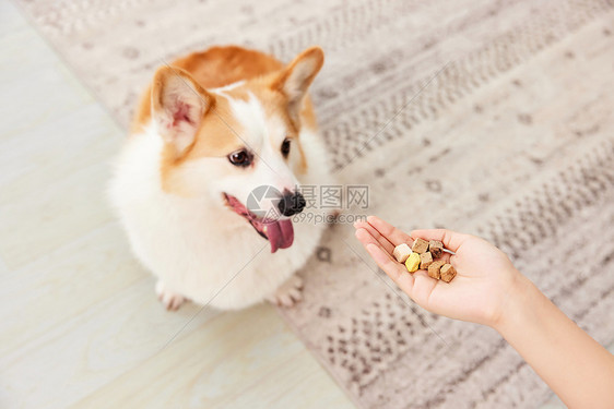 喂宠物柯基吃冻干特写图片