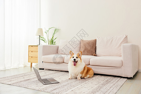 小狗电脑前的乖巧柯基犬背景