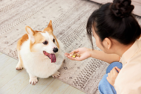 吃狗粮的女孩喂宠物柯基吃冻干特写背景