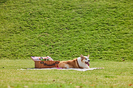 户外露营草坪上的柯基狗狗图片