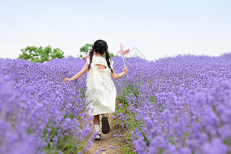 小孩背影小女孩在薰衣草花田拿着风车奔跑背影背景