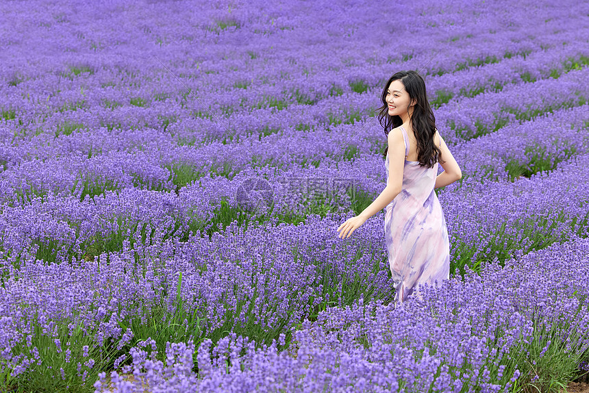 薰衣草花田奔跑的女性图片