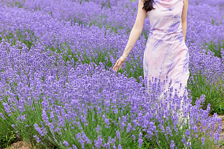 女性漫步薰衣草花海特写图片