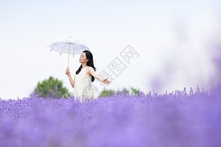 女性撑伞走在薰衣草花田图片