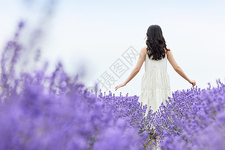 小清新风景薰衣草花田里的女性背影背景