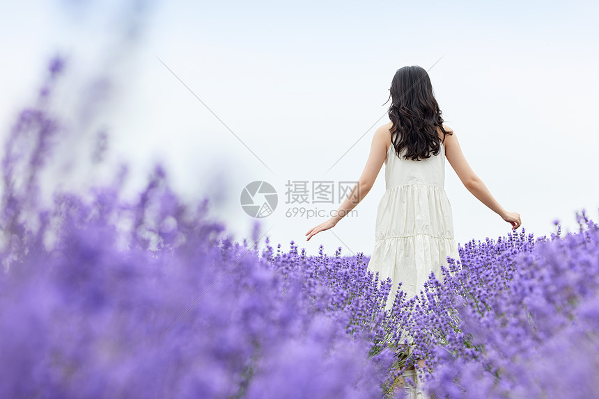 薰衣草花田里的女性背影图片