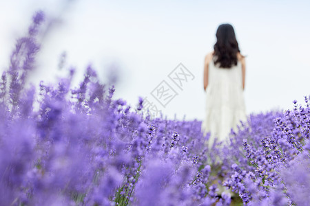 紫色浪漫薰衣草花田散步的女性背影背景