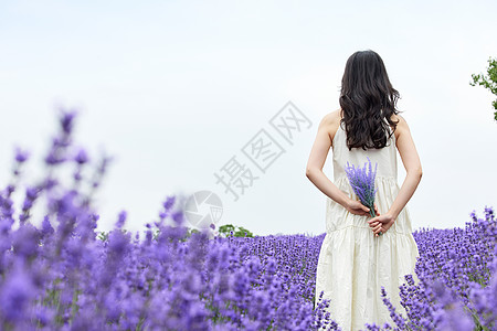 夏季美女手拿一捧薰衣草的女性背影背景