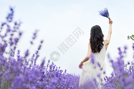 紫色花草高举薰衣草的女性背影背景
