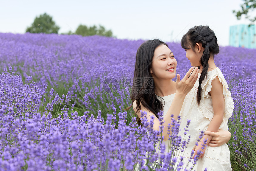 薰衣草花田中亲密的母女图片