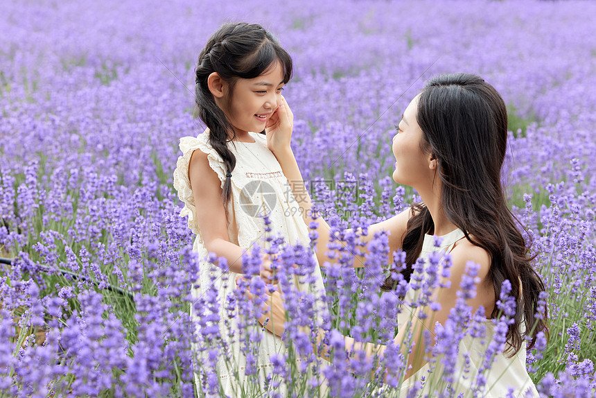 薰衣草花田中亲密的母女图片