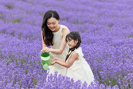 给花浇水母女给薰衣草浇水背景