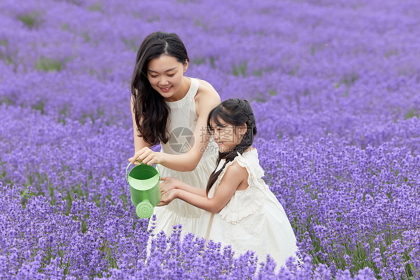 母女给薰衣草浇水图片