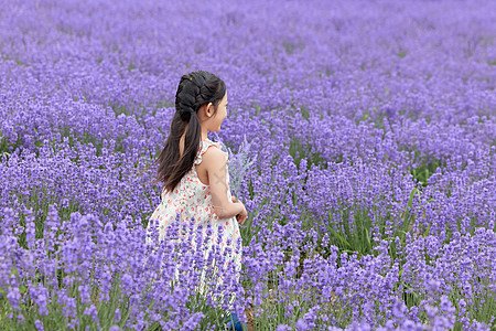 小女孩在薰衣草花丛中侧影图片