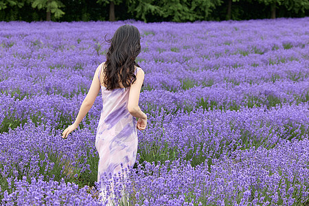 紫色美女女性在薰衣草花田行走背影背景