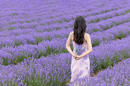 紫色美女优雅女性站在薰衣草花丛中背景