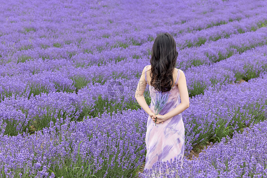 优雅女性站在薰衣草花丛中图片