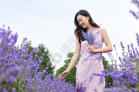 优雅女性站在薰衣草花丛中高清图片
