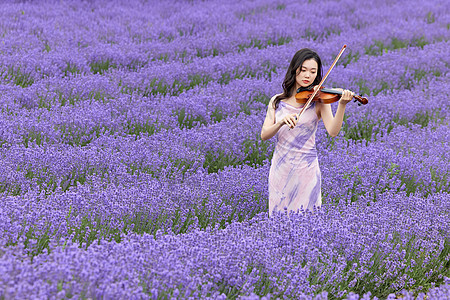 在薰衣草花海里演奏小提琴的女性图片