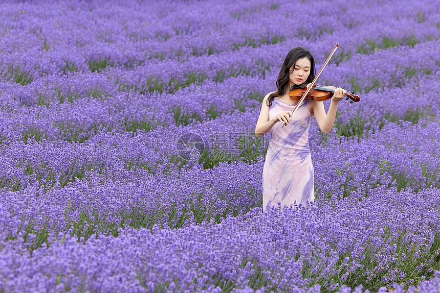 在薰衣草花海里演奏小提琴的女性图片