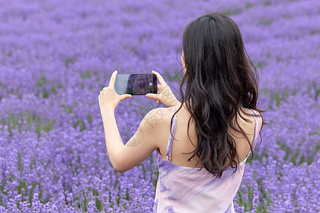 女性在薰衣草花园用手机拍照图片