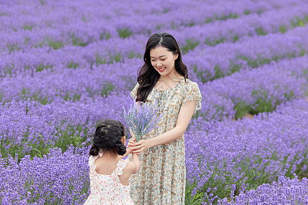 夏日送清凉女儿给母亲送一束薰衣草背景