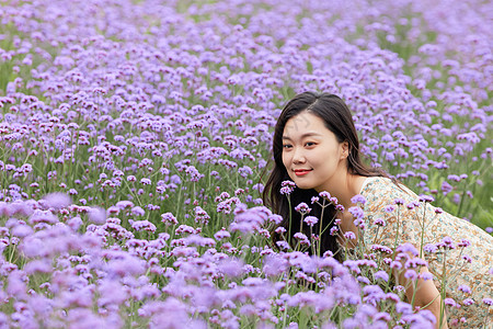 马鞭草花丛中的美女图片