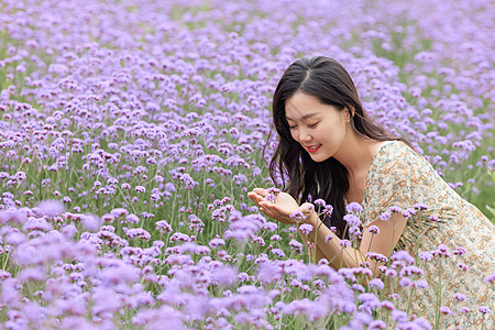 马鞭草花丛中的美女高清图片