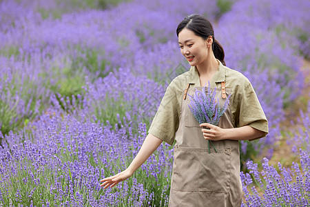 夏日风景女性园丁手拿一束薰衣草背景