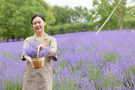 穿着围裙培育薰衣草的女性园丁形象图片