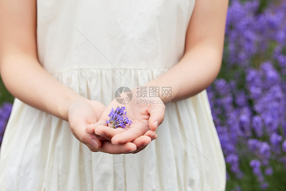 手捧薰衣草特写图片