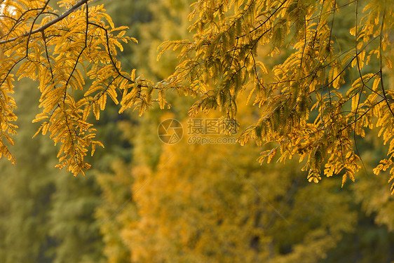 秋天树叶泛黄的秋色形象图片