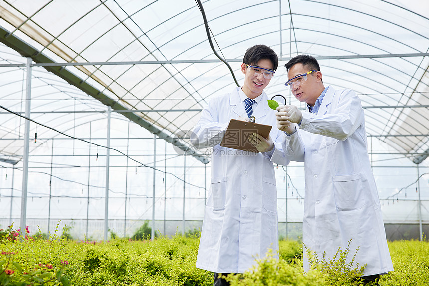 农业科研人员观察记录植物叶片图片