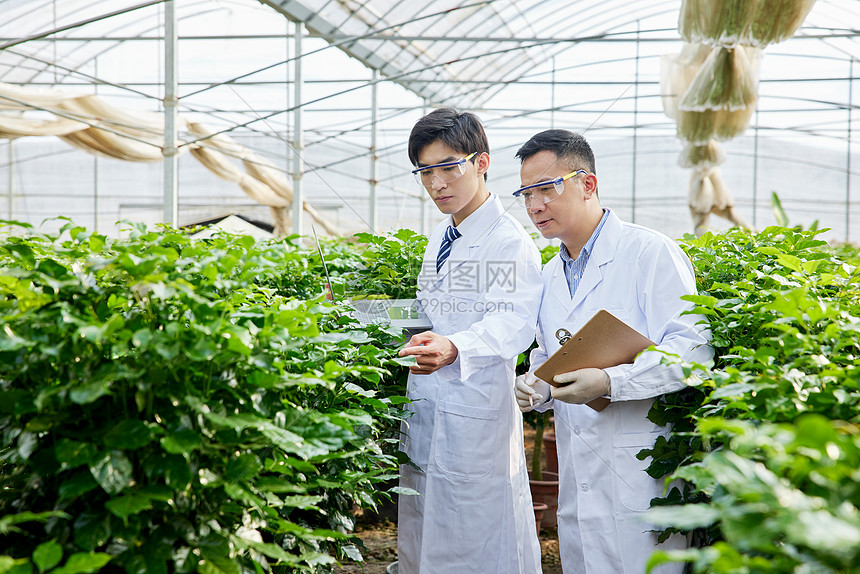 科研人员记录植物生长情况图片