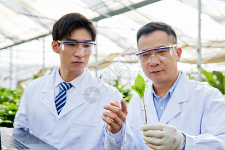农业科研员观察绿植的嫩芽图片