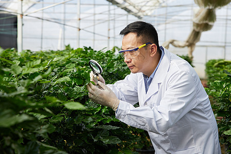 科研员用放大镜观察植物图片