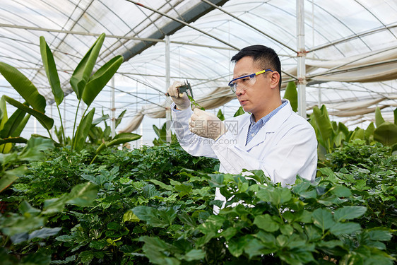 测量植物长度的科研人员图片