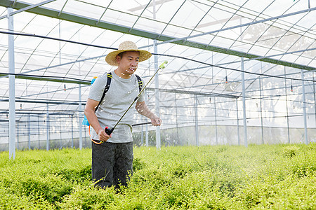 农民在种植园里喷洒农药除虫图片